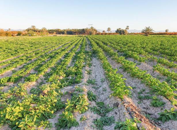 Plot - Resale - La hoya - 8465G