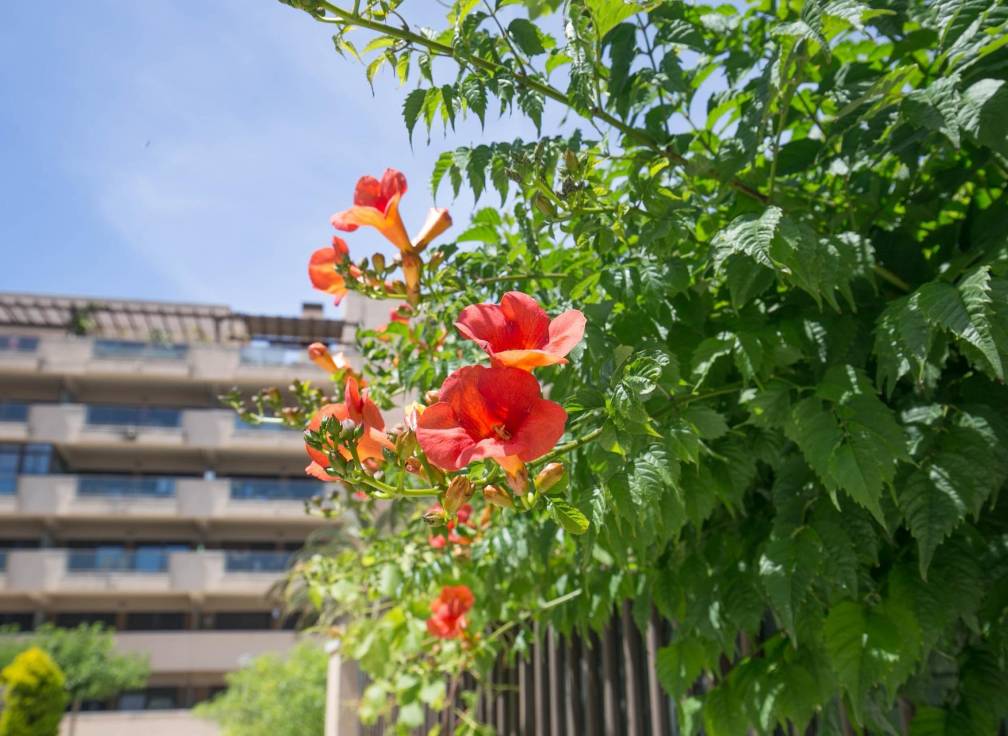 Resale - Apartment - Arenales del Sol - Calle valladolid
