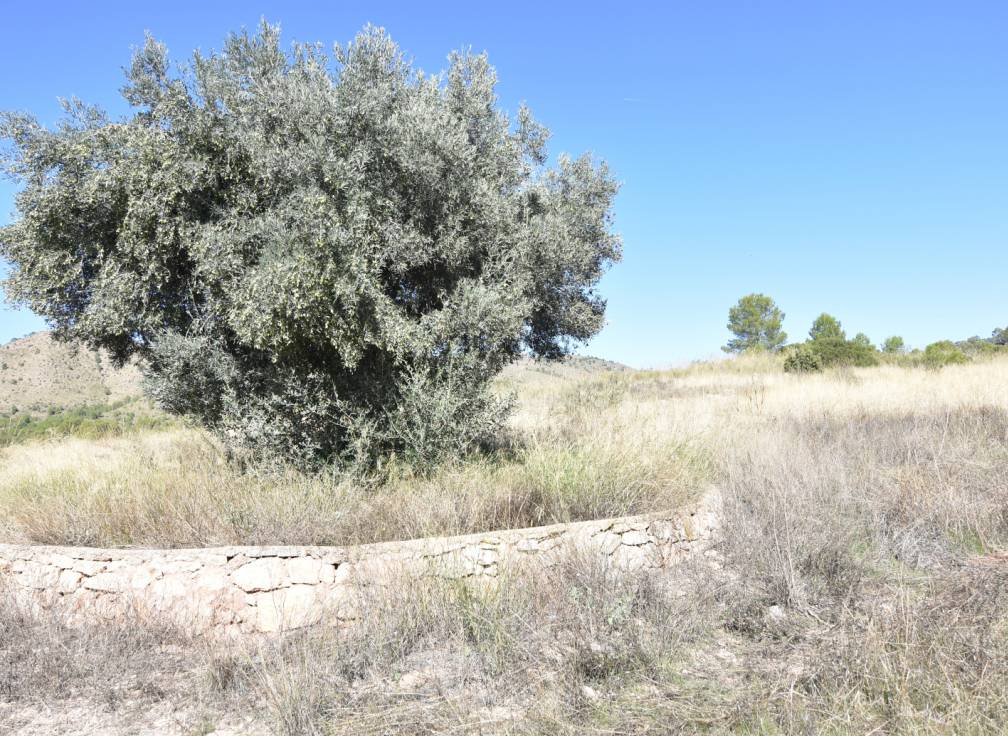 Resale - Building Site - Lietor - Castilla la mancha