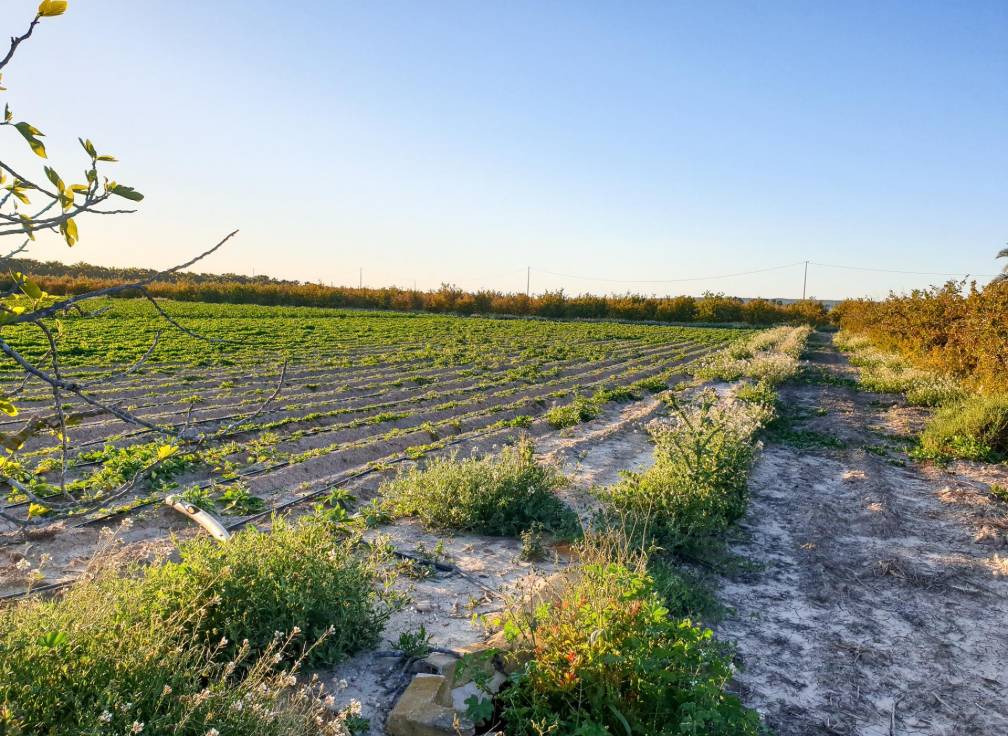Resale - Plot - La hoya - La Hoya-Daimes-El Derramador