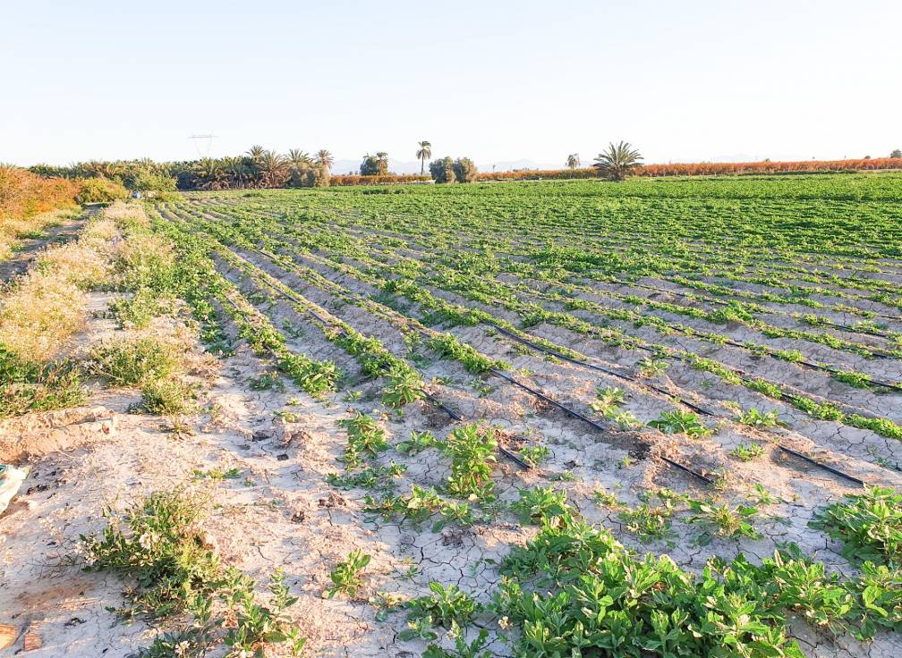 Resale - Plot - La hoya - La Hoya-Daimes-El Derramador