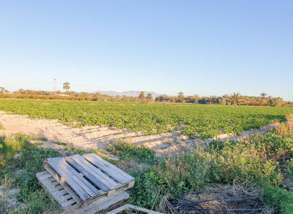 Resale - Plot - La hoya - La Hoya-Daimes-El Derramador