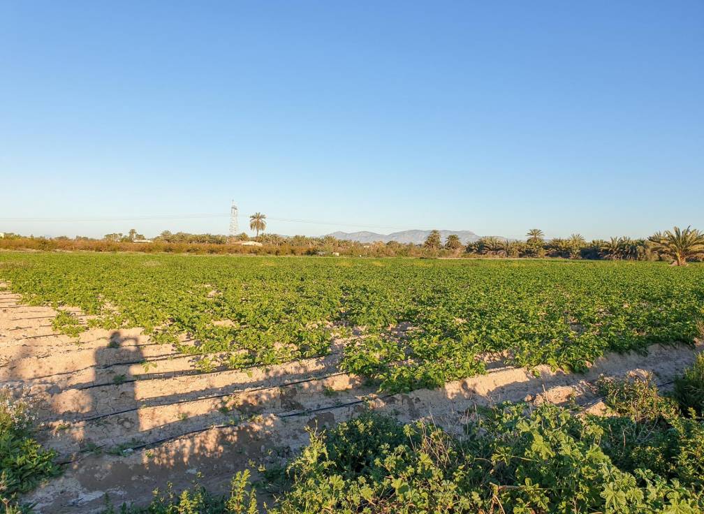 Resale - Plot - La hoya - La Hoya-Daimes-El Derramador