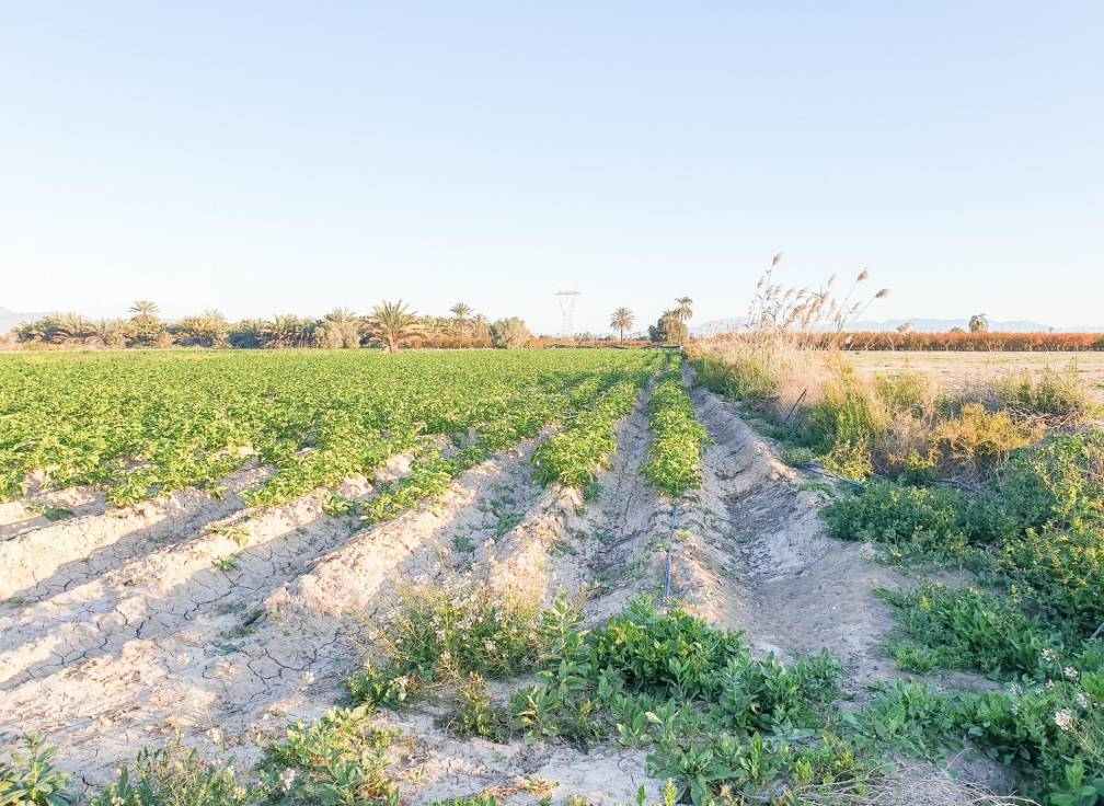 Resale - Plot - La hoya - La Hoya-Daimes-El Derramador