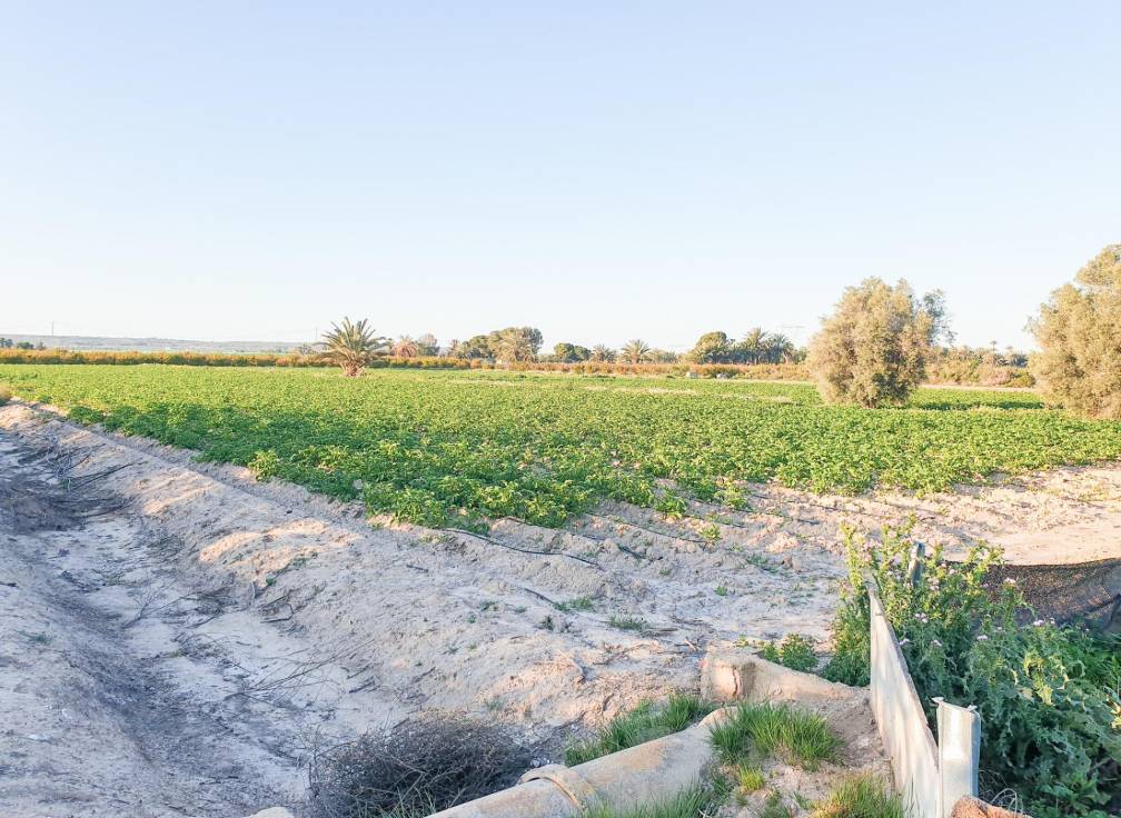 Resale - Plot - La hoya - La Hoya-Daimes-El Derramador