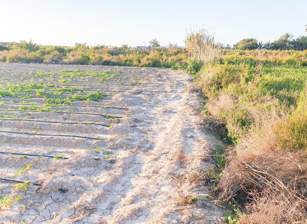 Resale - Plot - La hoya - La Hoya-Daimes-El Derramador