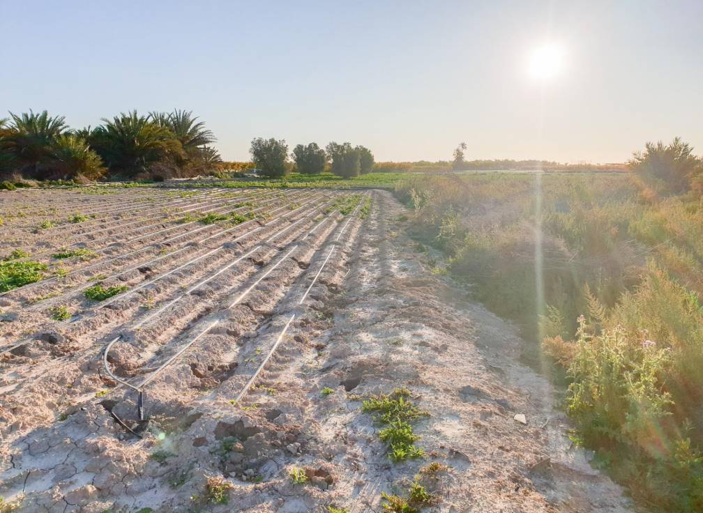 Resale - Plot - La hoya - La Hoya-Daimes-El Derramador