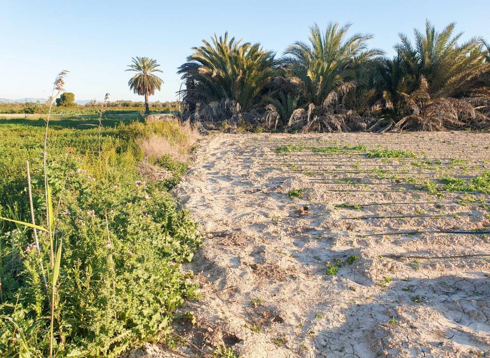 Resale - Plot - La hoya - La Hoya-Daimes-El Derramador