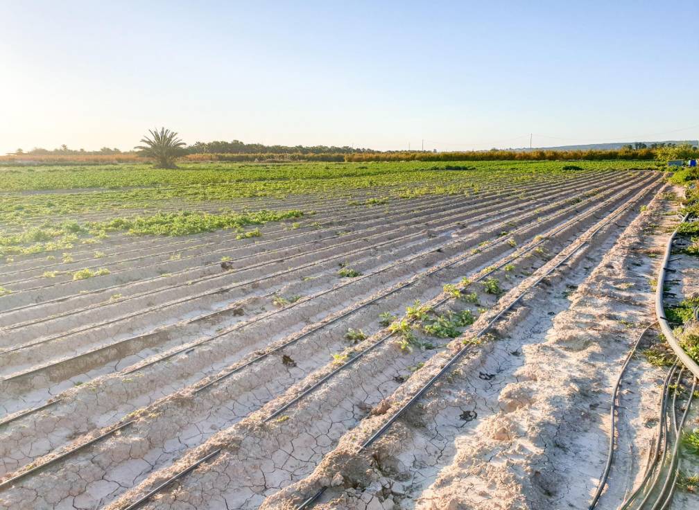 Resale - Plot - La hoya - La Hoya-Daimes-El Derramador