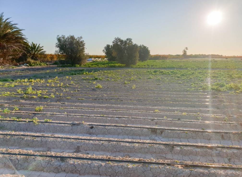 Resale - Plot - La hoya - La Hoya-Daimes-El Derramador