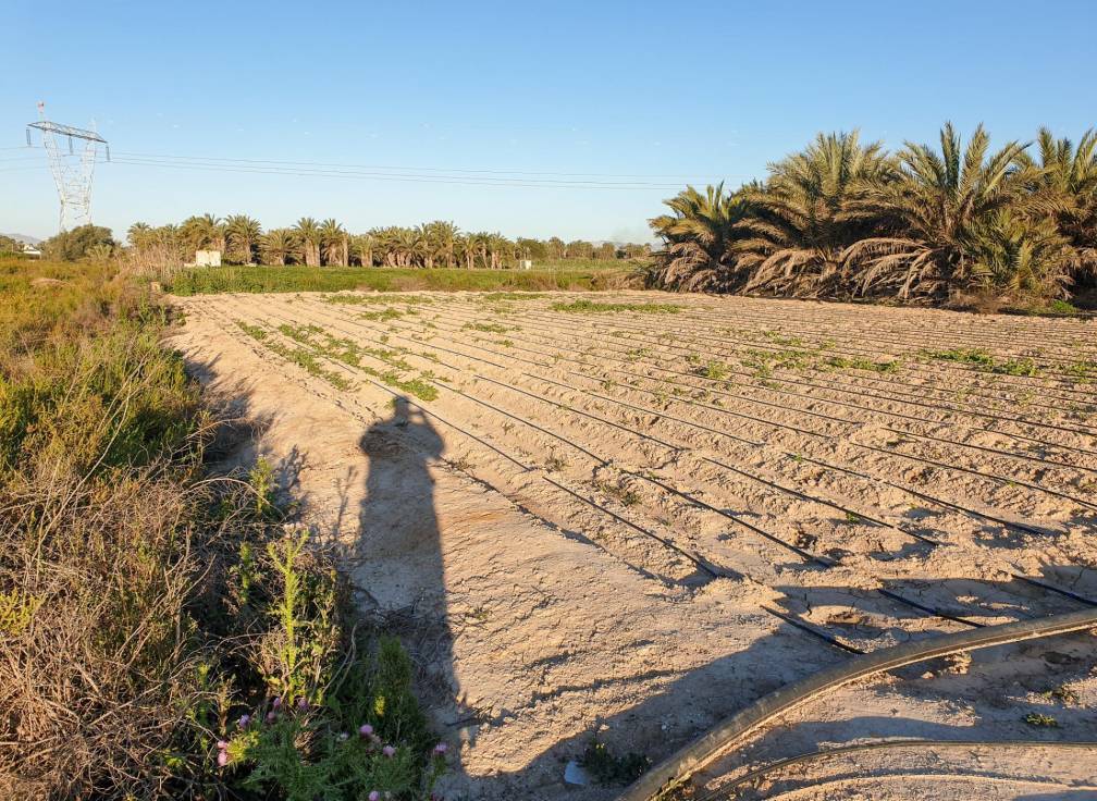 Resale - Plot - La hoya - La Hoya-Daimes-El Derramador