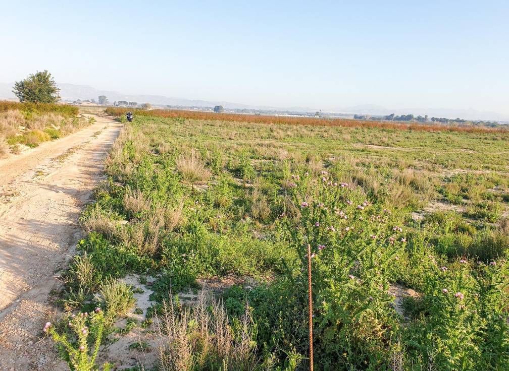 Resale - Plot - La marina - Molar