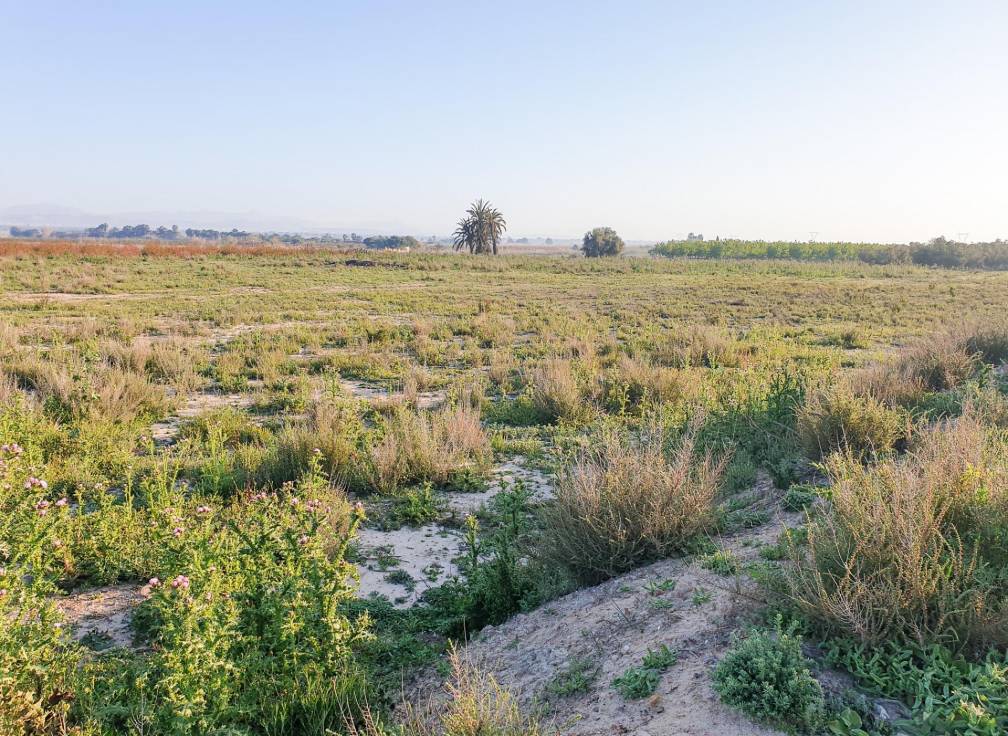 Resale - Plot - La marina - Molar