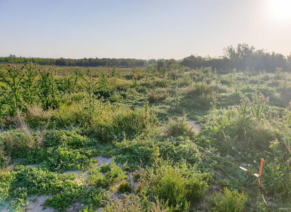 Resale - Plot - La marina - Molar