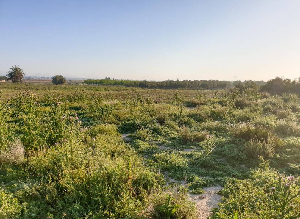 Resale - Plot - La marina - Molar