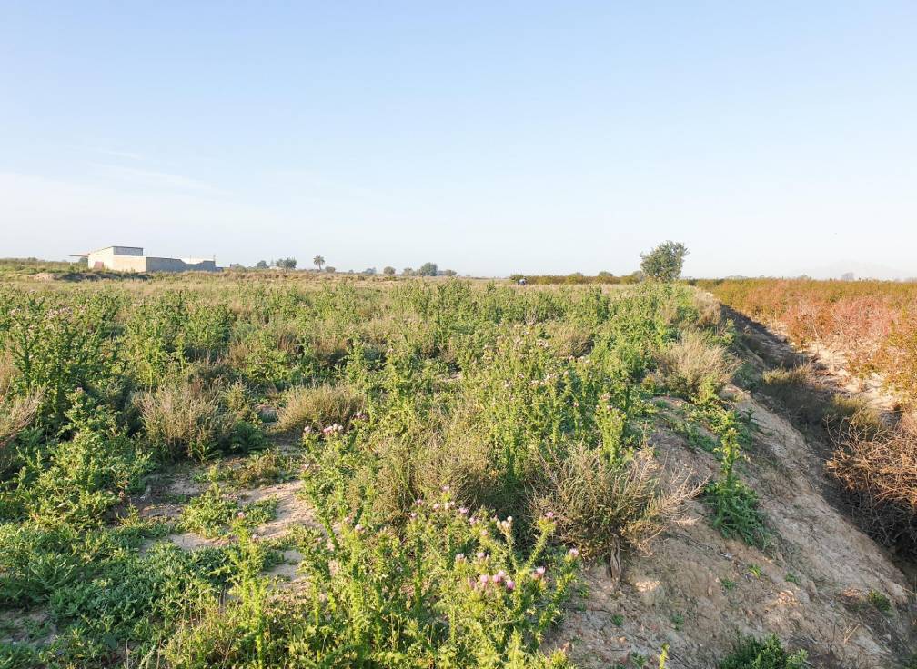 Resale - Plot - La marina - Molar