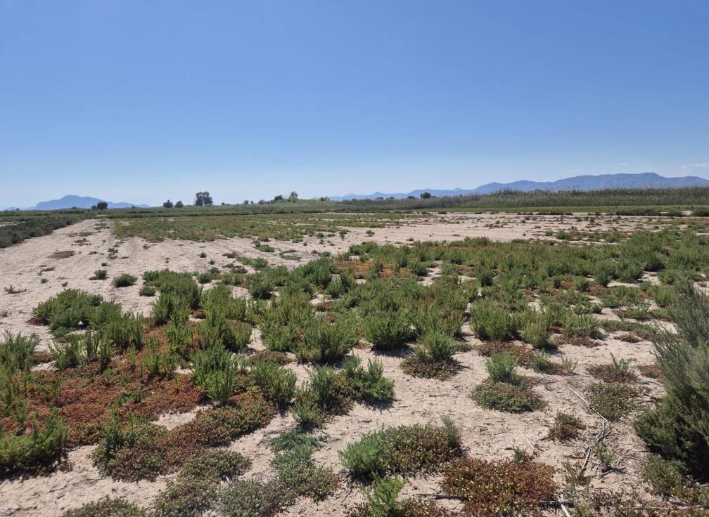 Resale - Rural Land - La hoya - La Hoya-Daimes-El Derramador