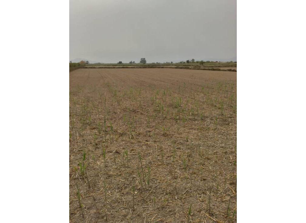 Resale - Rural Land - La hoya - La Hoya-Daimes-El Derramador