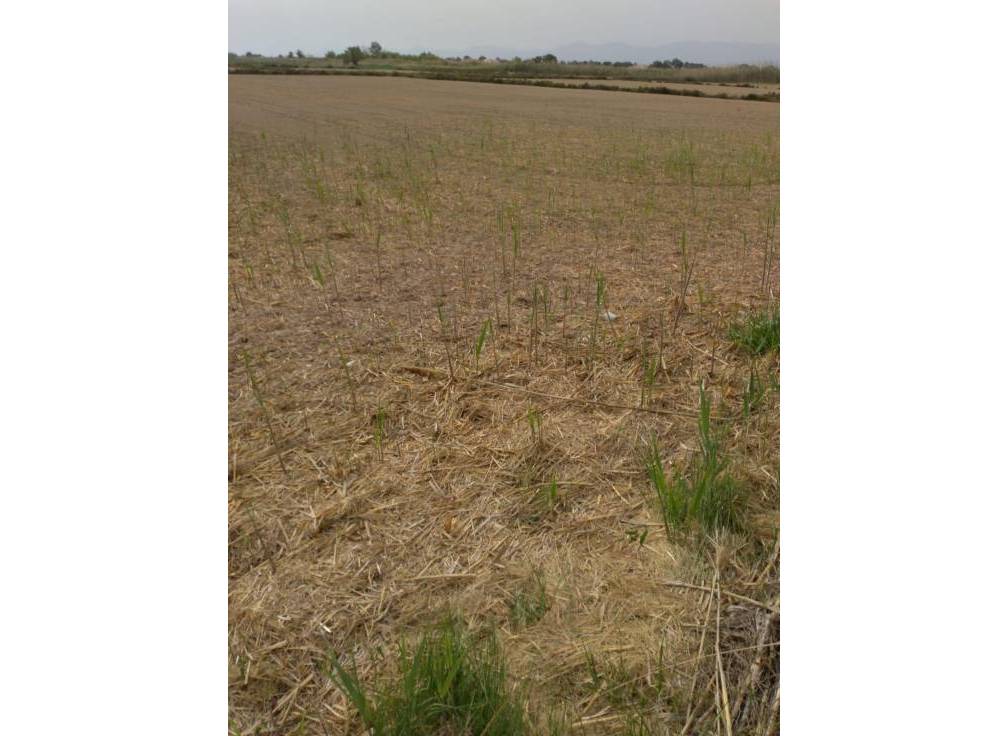 Resale - Rural Land - La hoya - La Hoya-Daimes-El Derramador