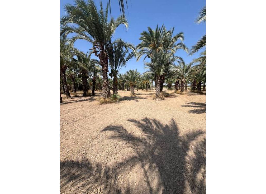 Resale - Rural Land - Matola - Algoda-Matola-Llano de San José