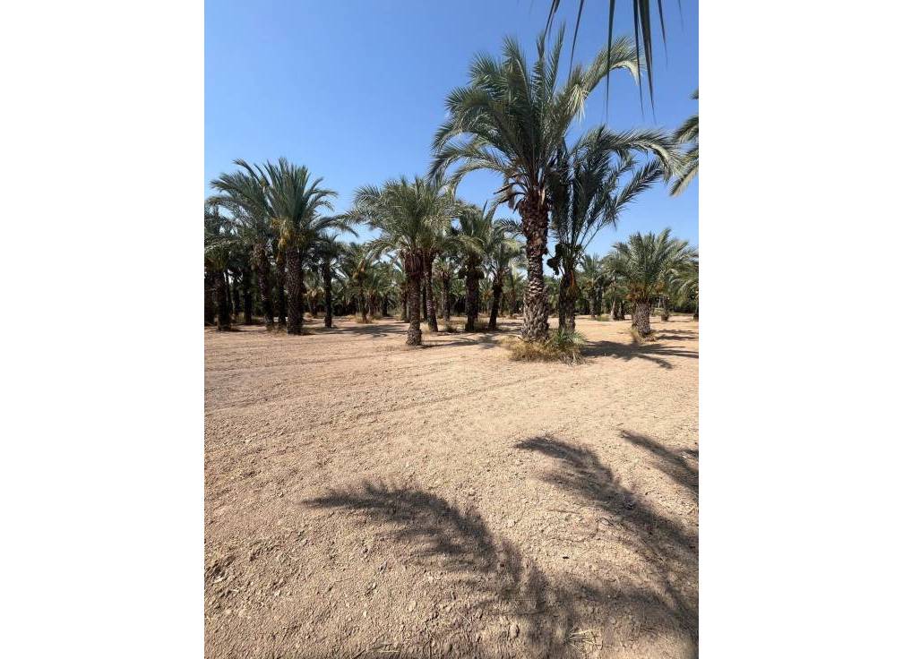 Resale - Rural Land - Matola - Algoda-Matola-Llano de San José