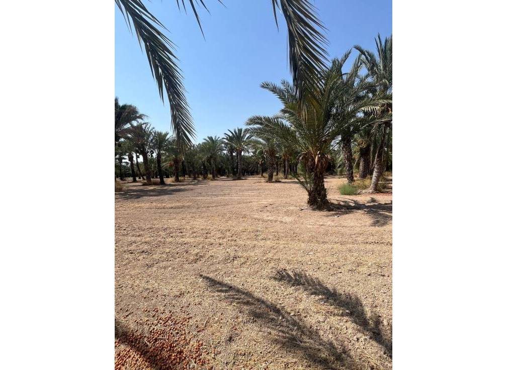 Resale - Rural Land - Matola - Algoda-Matola-Llano de San José