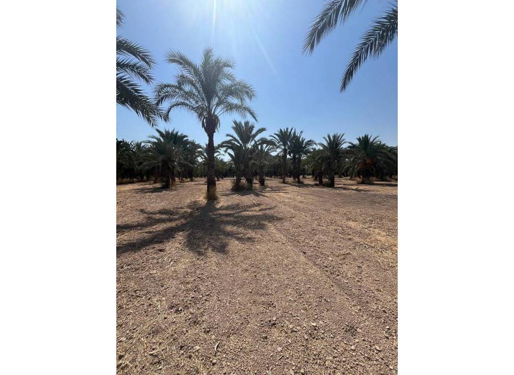 Resale - Rural Land - Matola - Algoda-Matola-Llano de San José