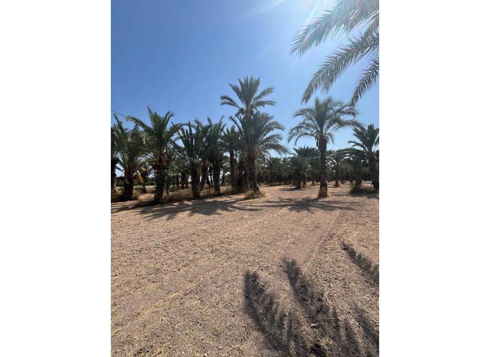 Resale - Rural Land - Matola - Algoda-Matola-Llano de San José