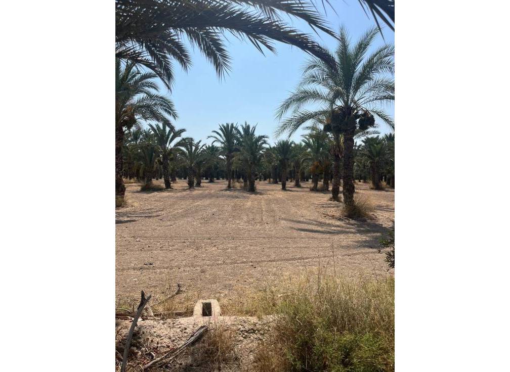 Resale - Rural Land - Matola - Algoda-Matola-Llano de San José