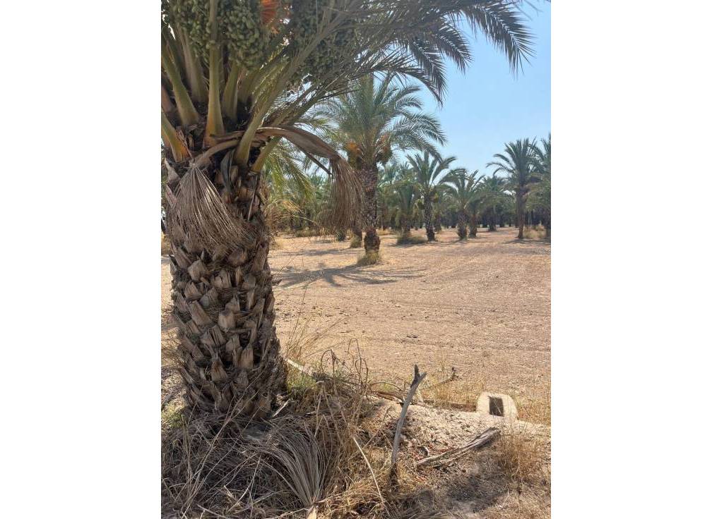 Resale - Rural Land - Matola - Algoda-Matola-Llano de San José