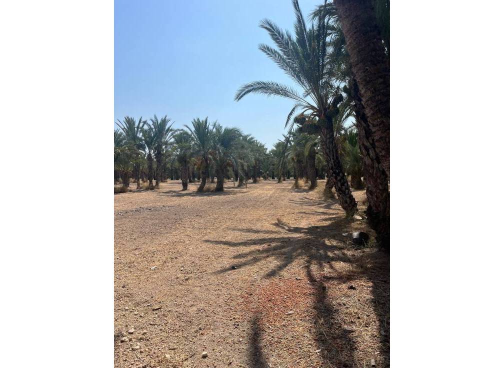 Resale - Rural Land - Matola - Algoda-Matola-Llano de San José