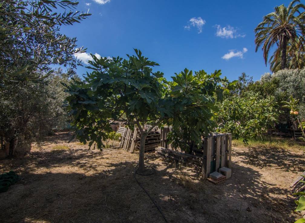 Resale - Villa - Elche Pedanías - Alzabares