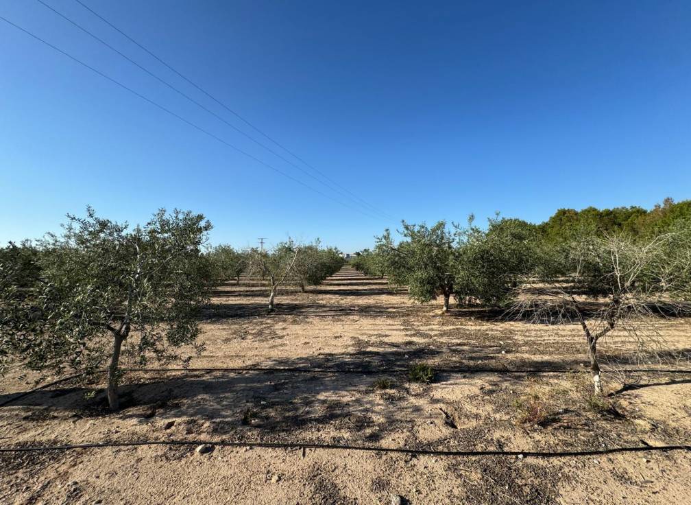 Resale - Villa - Elche Pedanías - Daimés