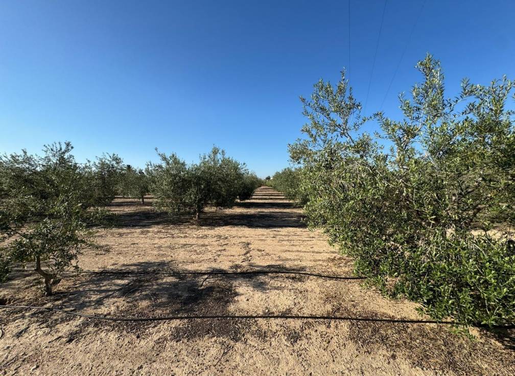 Resale - Villa - Elche Pedanías - Daimés