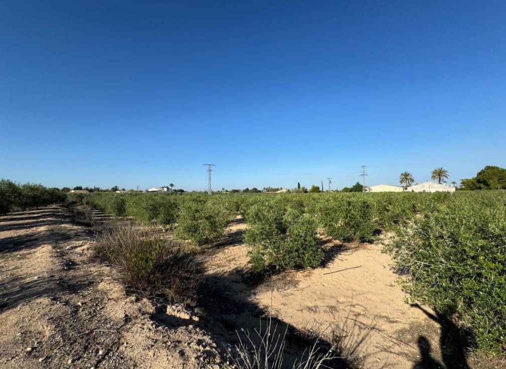 Resale - Villa - Elche Pedanías - Daimés