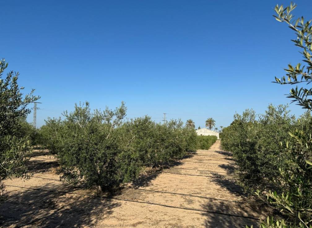 Resale - Villa - Elche Pedanías - Daimés