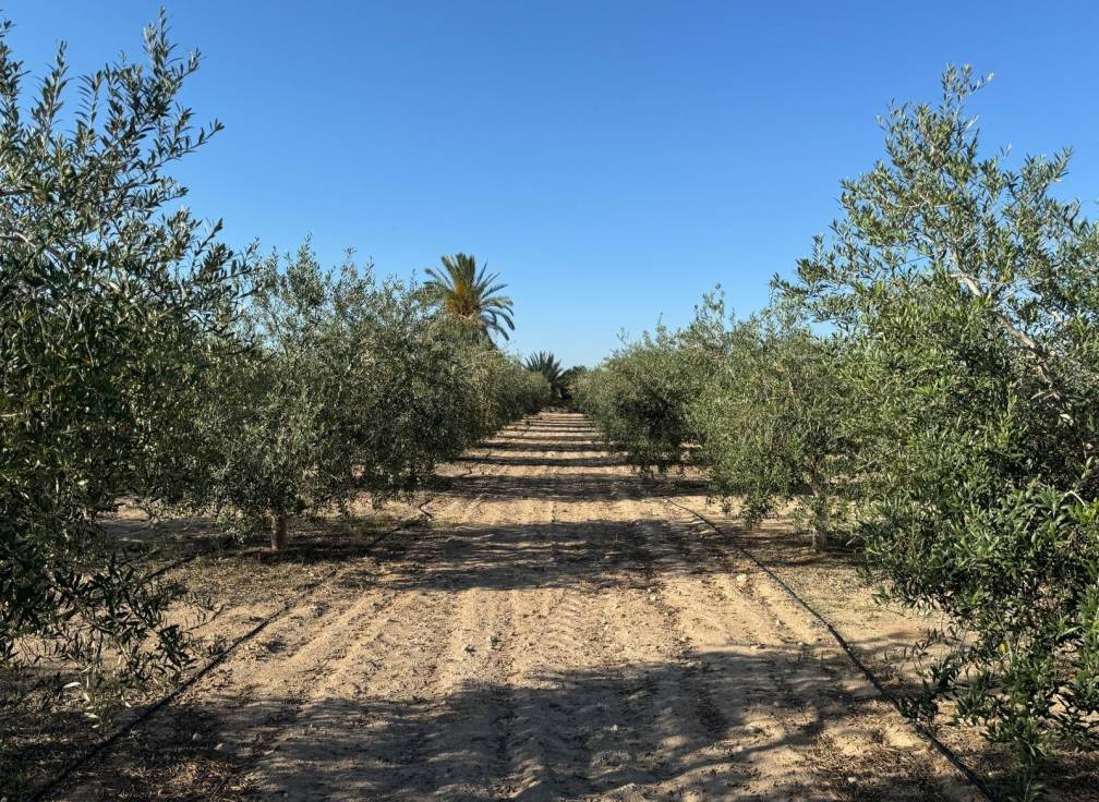 Resale - Villa - Elche Pedanías - Daimés