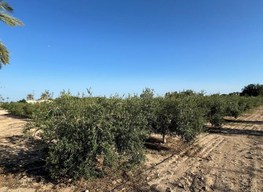 Resale - Villa - Elche Pedanías - Daimés