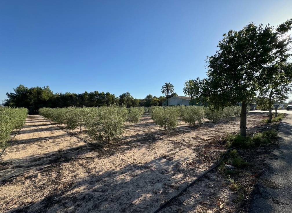 Resale - Villa - Elche Pedanías - Daimés