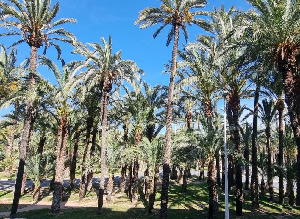 Revente - Duplex - Elche - Raval - Puertas Coloradas