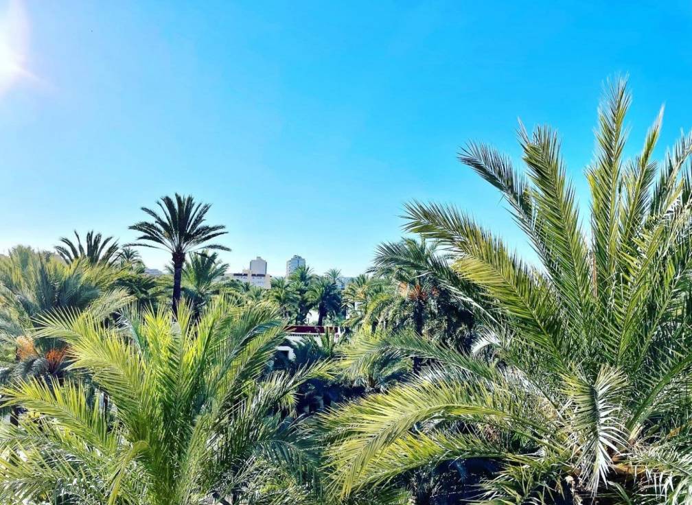 Revente -  - Elche - Bonavista