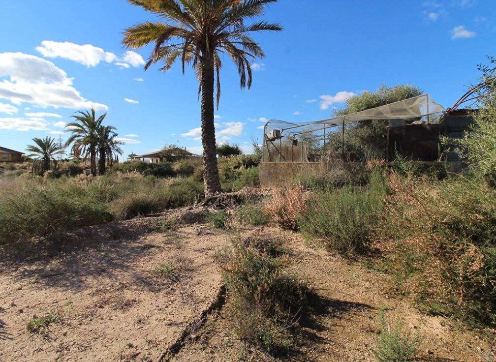 Revente - Terrain - Elche Pedanías - Peña las Águilas