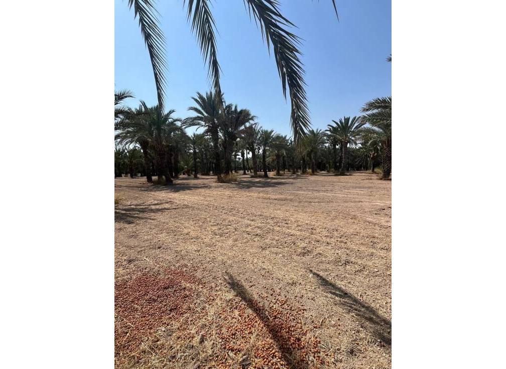 Revente - Terrain rural - Matola - Algoda-Matola-Llano de San José