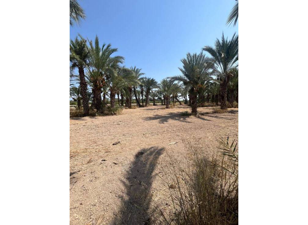 Revente - Terrain rural - Matola - Algoda-Matola-Llano de San José