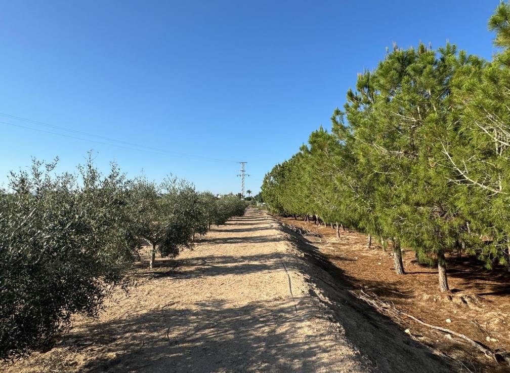 Revente - Villa - Elche Pedanías - Daimés