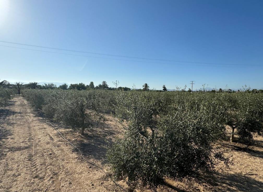 Revente - Villa - Elche Pedanías - Daimés