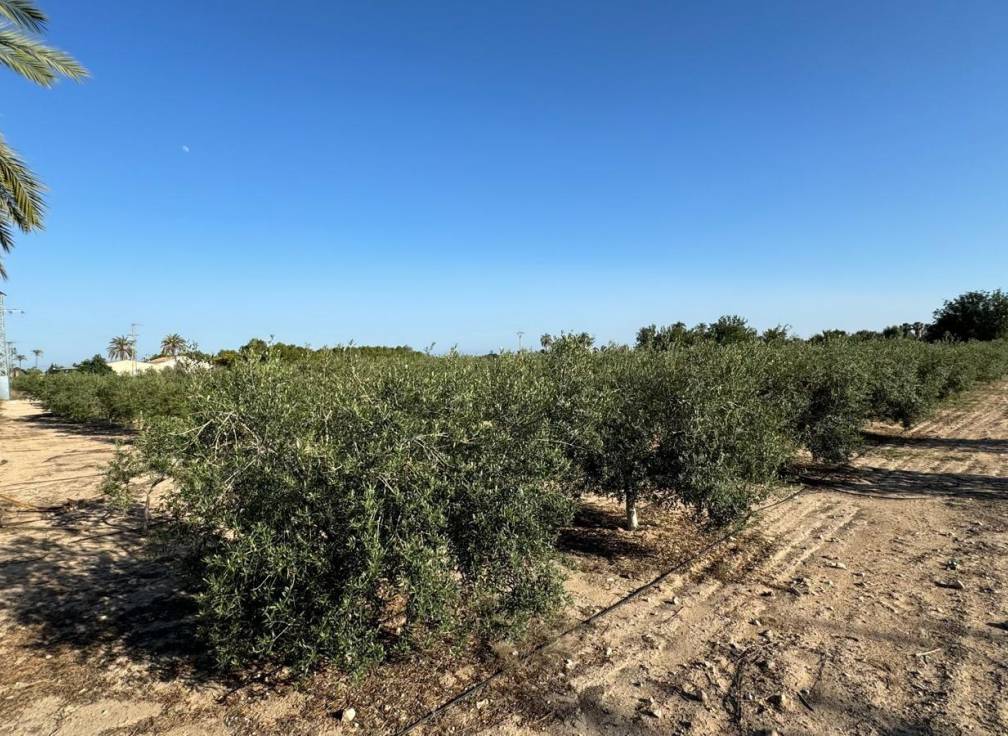 Revente - Villa - Elche Pedanías - Daimés