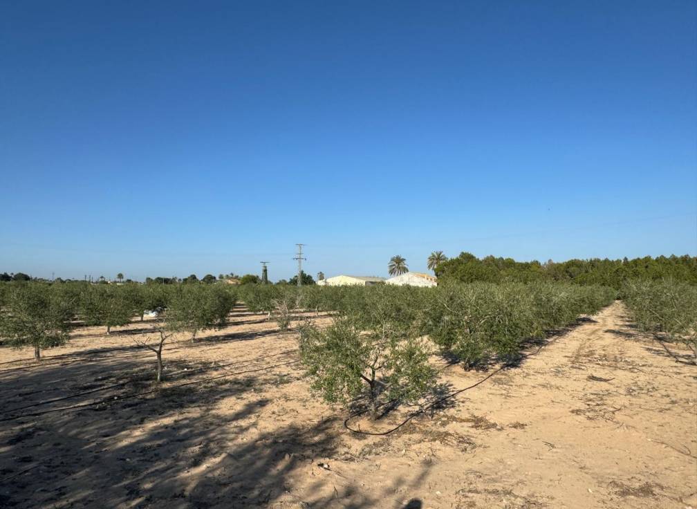 Segunda mano - Chalet - Elche Pedanías - Daimés