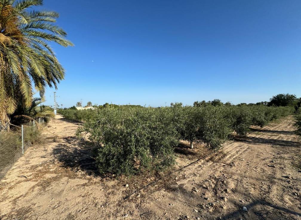 Segunda mano - Chalet - Elche Pedanías - Daimés