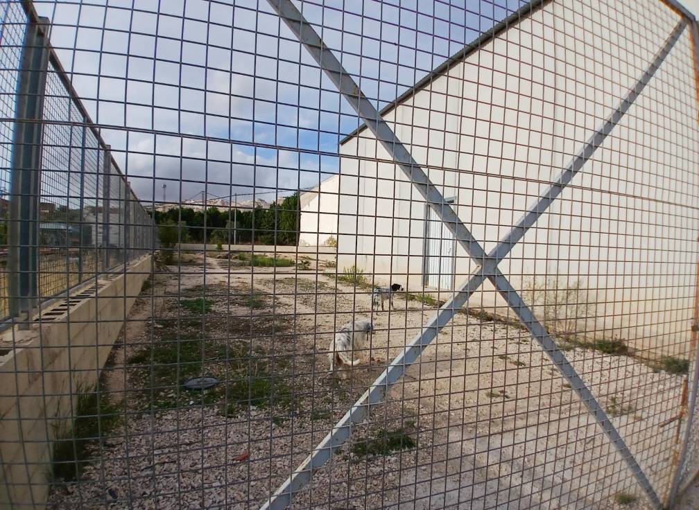 Segunda mano - Local comercial - Algueña - Algeña alicante